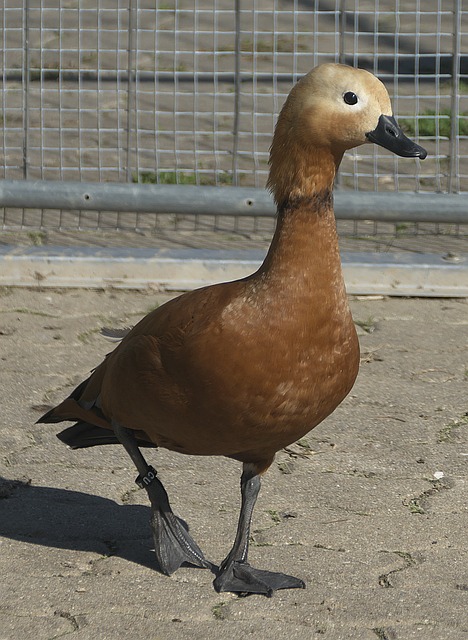 情谊 情谊