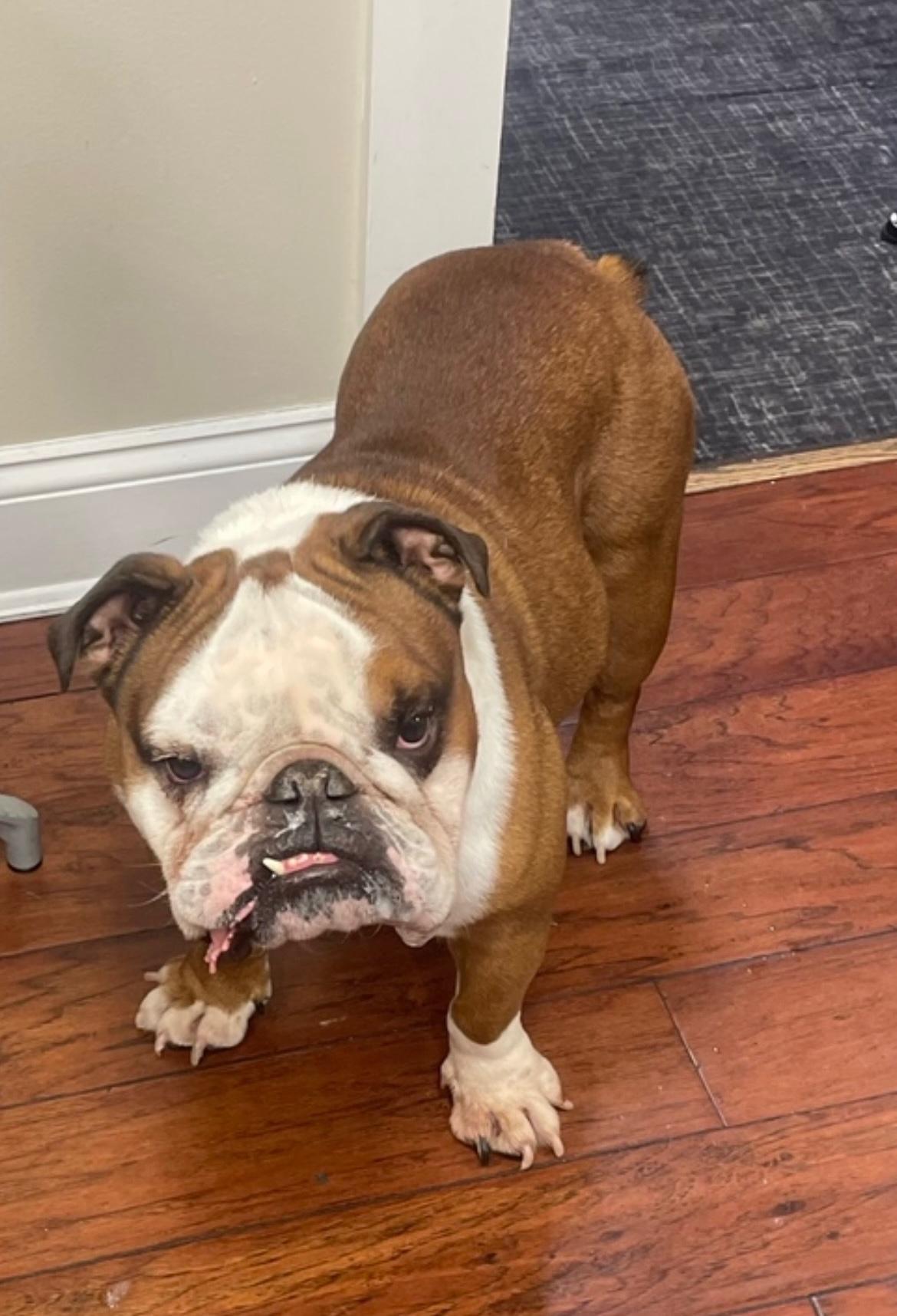 杜加利奇最 杜加利奇最